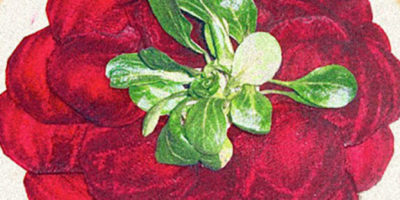 carpaccio di barbabietola
