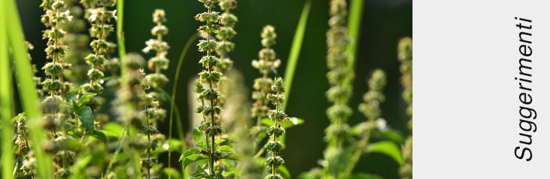 Pianta di basilico in fiore