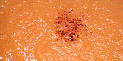 Crma di zuucca, ricetta leggera