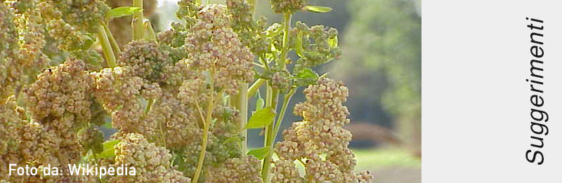 Steli di quinoa