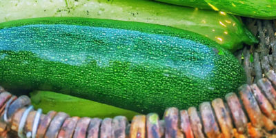 Una zucchina appena raccolta